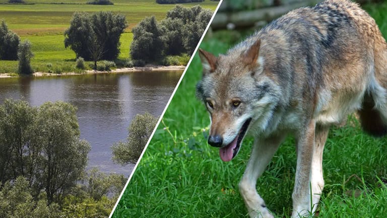 Die Elbe in Mecklenburg-Vorpommern und ein Wolf (Montage): In der Region wurden zwei tote Wölfe ans Ufer gespült.