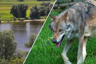 Die Elbe in Mecklenburg-Vorpommern und ein Wolf (Montage): In der Region wurden zwei tote Wölfe ans Ufer gespült.