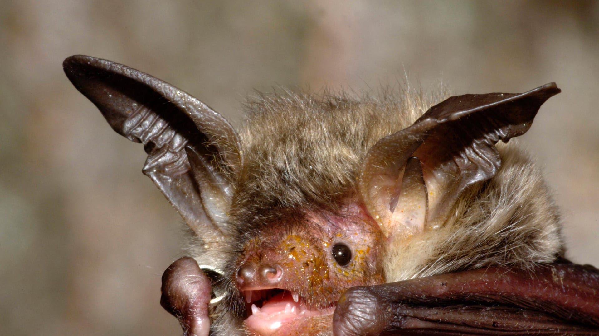 Eine Fledermaus (Archivfoto): Das Tier wurde nach dem mutmaßlichen Biss positiv auf Tollwut getestet.