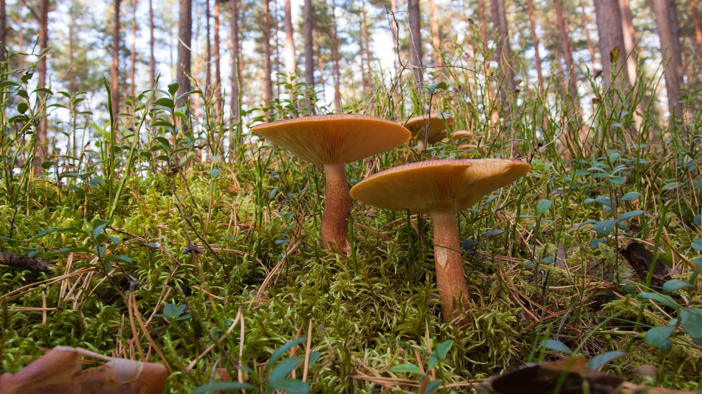 Pilze im Wald (Archivfoto): Durch abgesetzte Notrufe konnte der ungefähre Standort des Sammlers bestimmt werden.