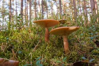 Pilze im Wald (Archivfoto): Durch abgesetzte Notrufe konnte der ungefähre Standort des Sammlers bestimmt werden.