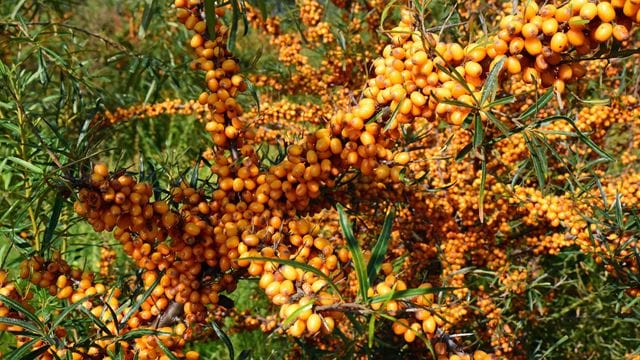 Sanddorn enthält viel Vitamin C und wird seit den 1960er Jahren auf den sanddigen Böden rund um Berlin angebaut.