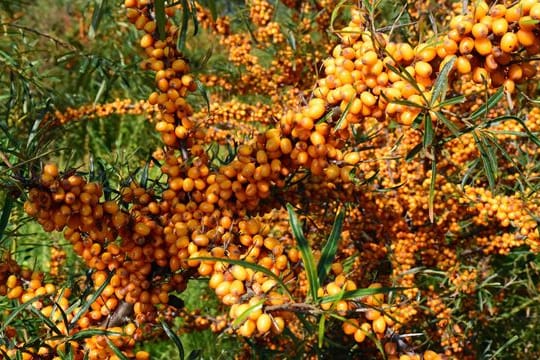 Sanddorn enthält viel Vitamin C und wird seit den 1960er Jahren auf den sanddigen Böden rund um Berlin angebaut.