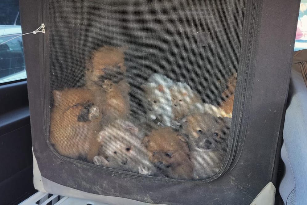 Einige der Hundewelpen in einer Transportbox: Der Wert der Rassetiere wird auf etwa 100.000 Euro geschätzt.