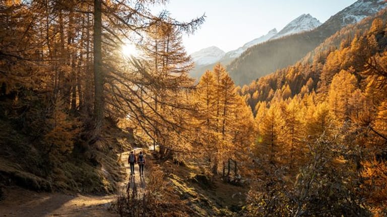 Wenn sich die Wälder herbstlich bunt verfärben, entwickeln viele Reiseziele noch einmal einen besonderen Reiz - hier die Fafleralp im Schweizer Lötschental.