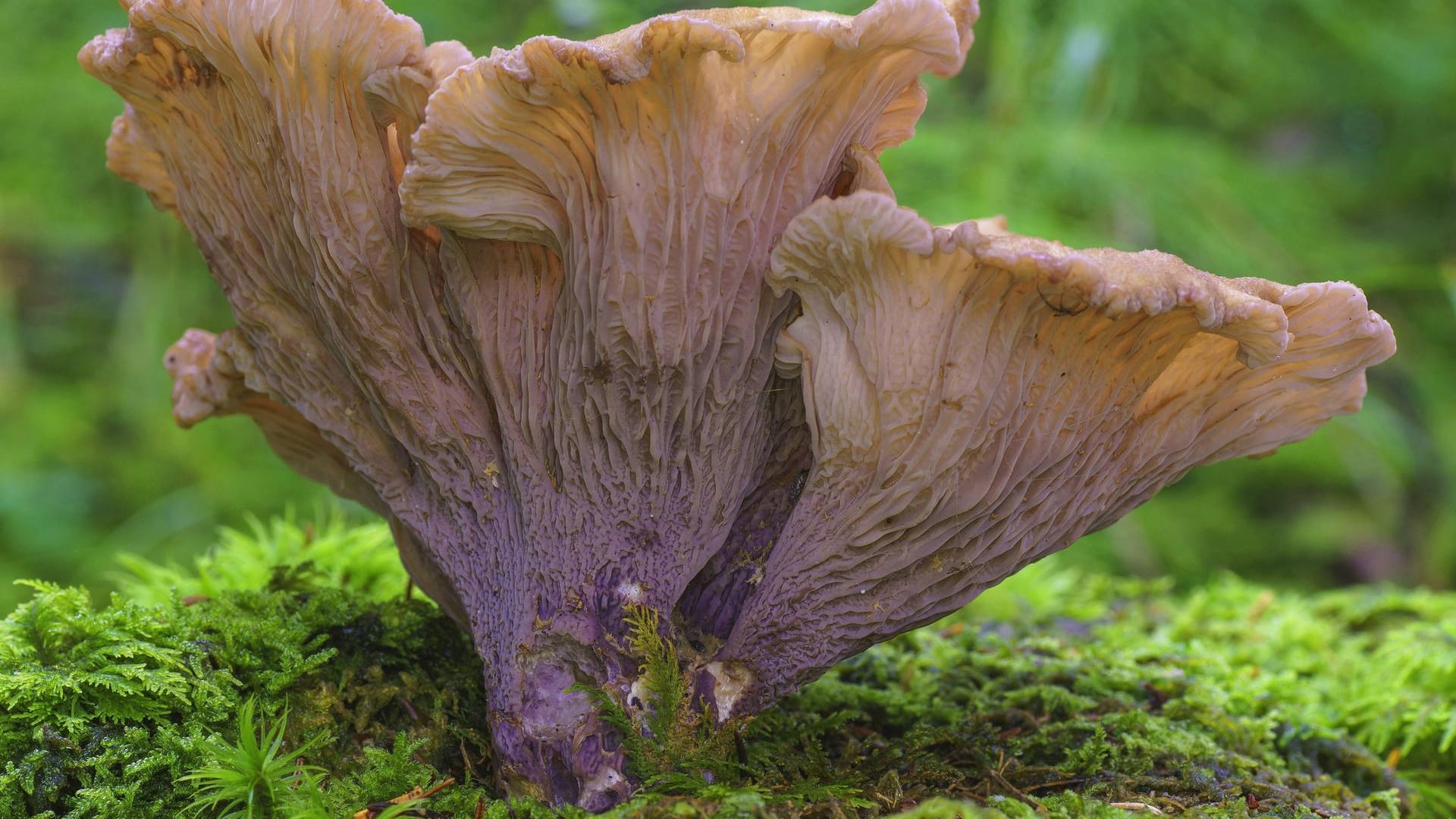 Schweinsohr (Gomphus clavatus): Der Speisepilz erinnert an den bekannten Pfifferling.