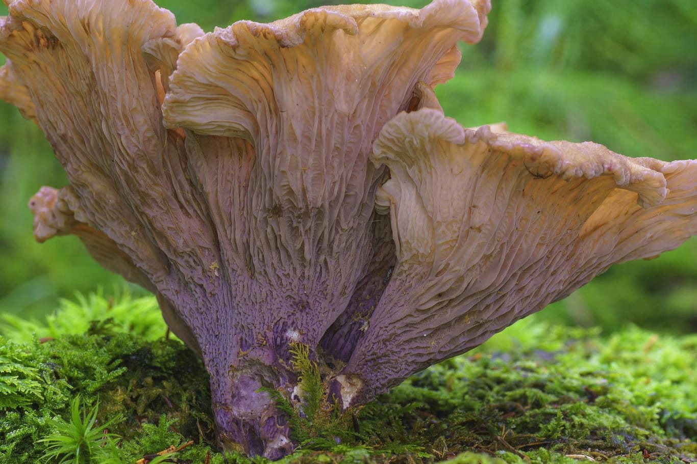 Schweinsohr (Gomphus clavatus): Der Speisepilz erinnert an den bekannten Pfifferling.