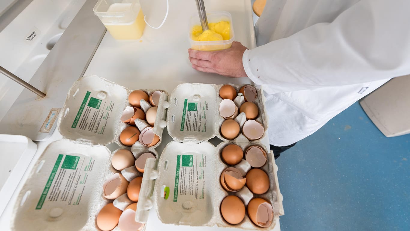 Ein Mitarbeiter des Chemischen Veterinäruntersuchungsamts Münsterland-Emscher-Lippe untersucht Eier auf Rückstände.