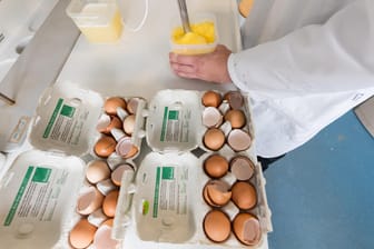 Ein Mitarbeiter des Chemischen Veterinäruntersuchungsamts Münsterland-Emscher-Lippe untersucht Eier auf Rückstände.