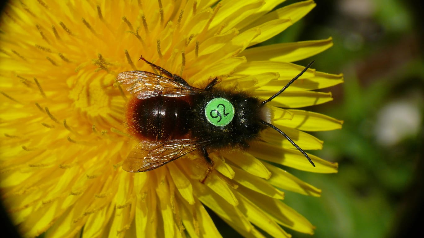 Wildbienen mit Rückennummern liefern erste Forschungsergebnisse