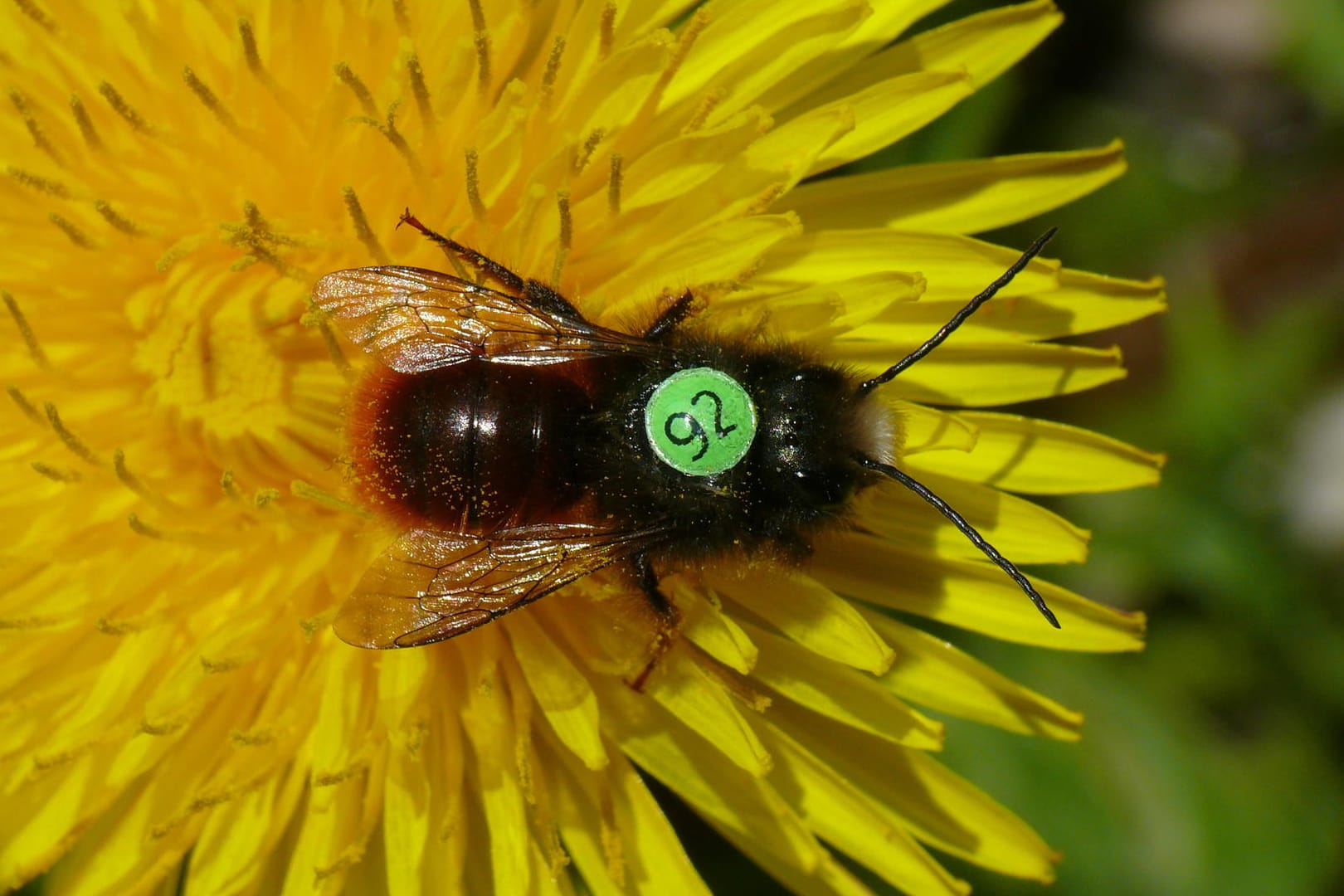 Wildbienen mit Rückennummern liefern erste Forschungsergebnisse