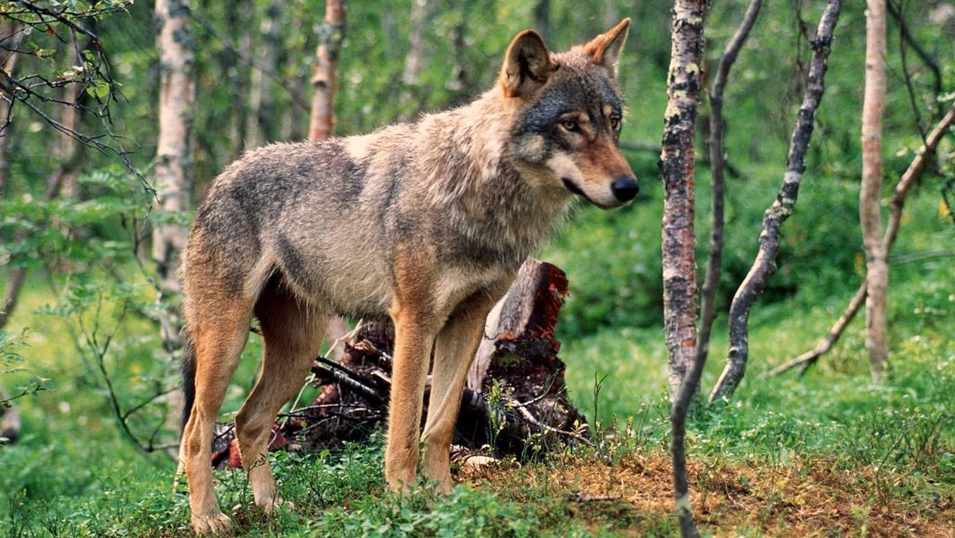 Der Wolf verursacht in Deutschland kaum Schäden