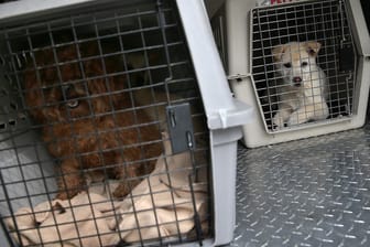 Rescued Dogs From a South Korean Meat Farm Brought to San Francisco for Adoptions
