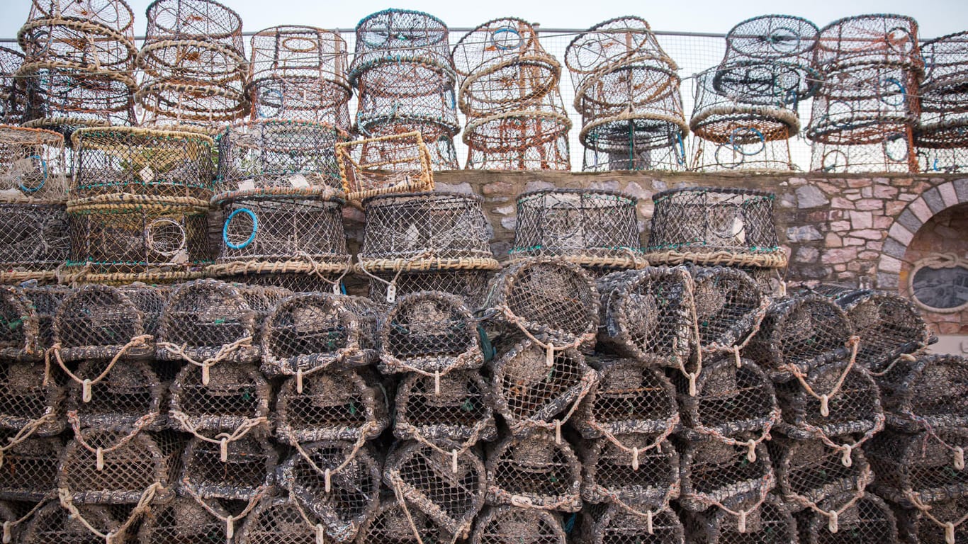 Leere Fangkörper für Krabben und Hummer in Devon, England. Inzwischen wird der Großteil der Weltmeere intensiv befischt.