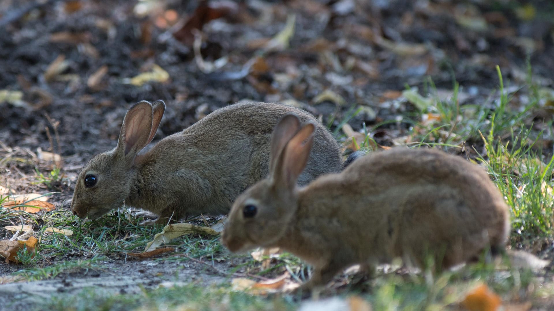 Kaninchen: Für Neuseeland mit seiner außergewöhnlichen Flora und Fauna ist das Wildkaninchen eine arge Landplage.