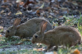 Kaninchen: Für Neuseeland mit seiner außergewöhnlichen Flora und Fauna ist das Wildkaninchen eine arge Landplage.