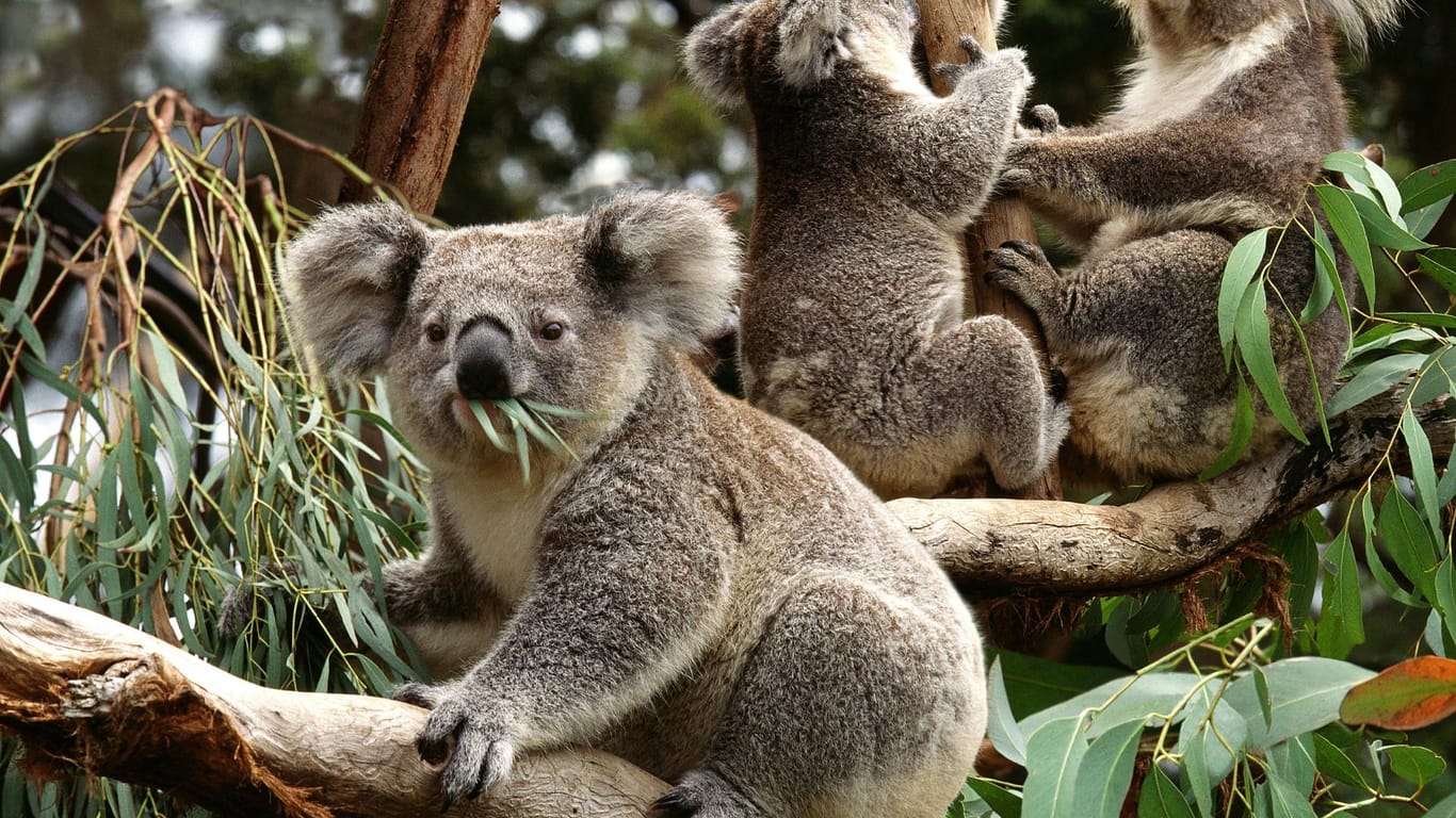 Drei Koala-Bären sitzen auf einem Baum: Die Population des freilebenden Beuteltiers geht immer mehr zurück. Australien eilt dem Koala mit einem Schutzprogramm zur Rettung.