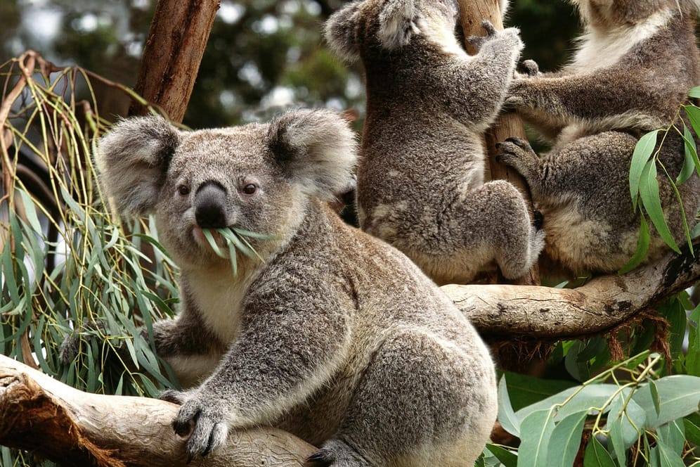 Drei Koala-Bären sitzen auf einem Baum: Die Population des freilebenden Beuteltiers geht immer mehr zurück. Australien eilt dem Koala mit einem Schutzprogramm zur Rettung.