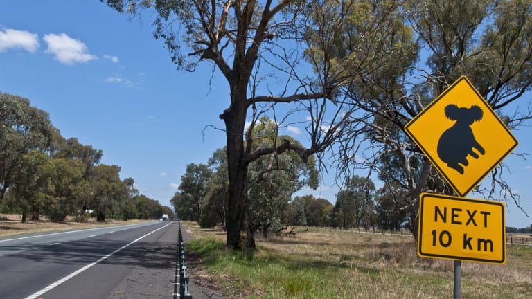 Ein Koala-Warnschild neben einer Australischen Landstraße: Gefährliche Straßengegenden sollen zum Schutz der Koalas besser abgesperrt werden.