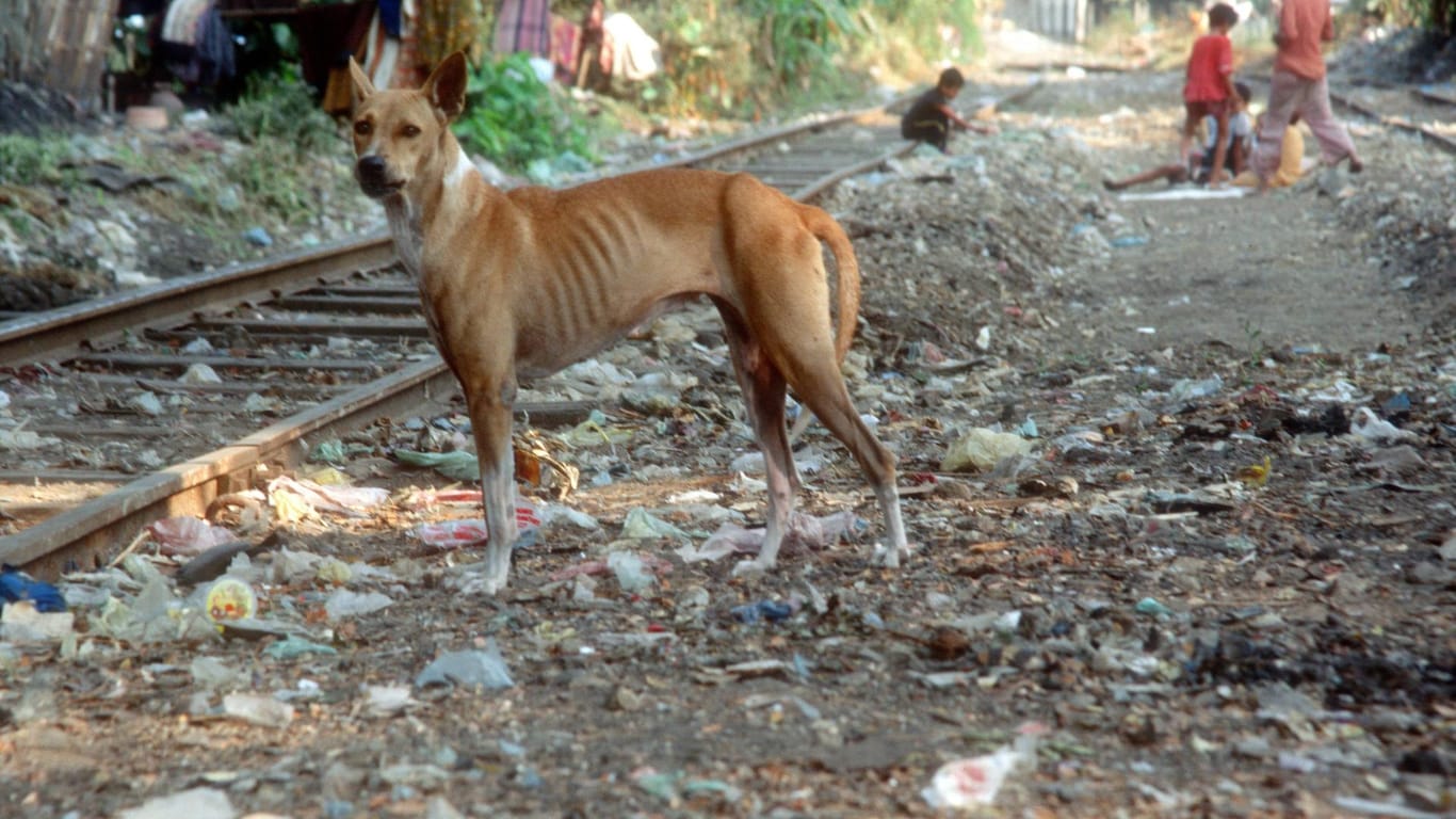 Ein streunender Hund steh in der Nähe von Schienen, hinter ihm sind spielende Kinder: Wilde Hunde sind in Indien keine Seltenheit, viele sind an Tollwut erkrankt.