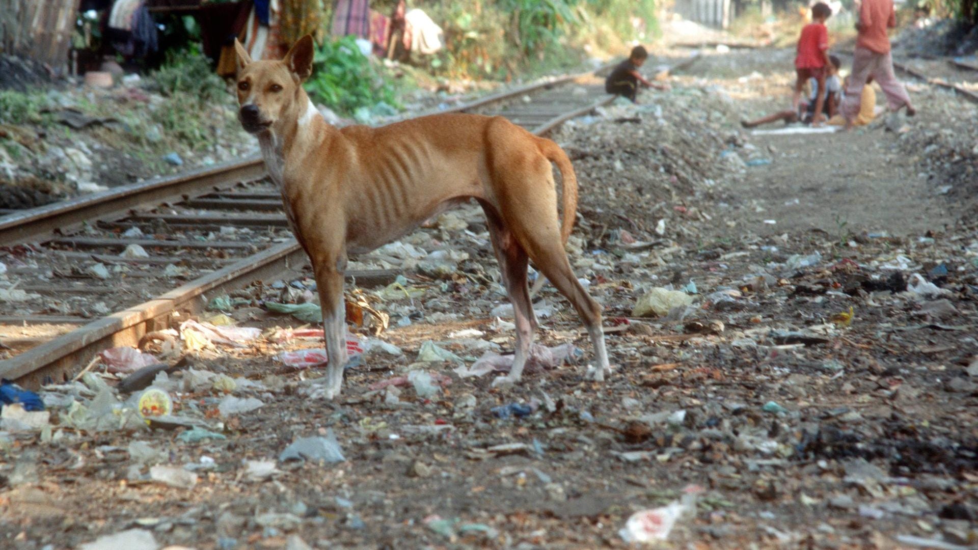 Ein streunender Hund steh in der Nähe von Schienen, hinter ihm sind spielende Kinder: Wilde Hunde sind in Indien keine Seltenheit, viele sind an Tollwut erkrankt.