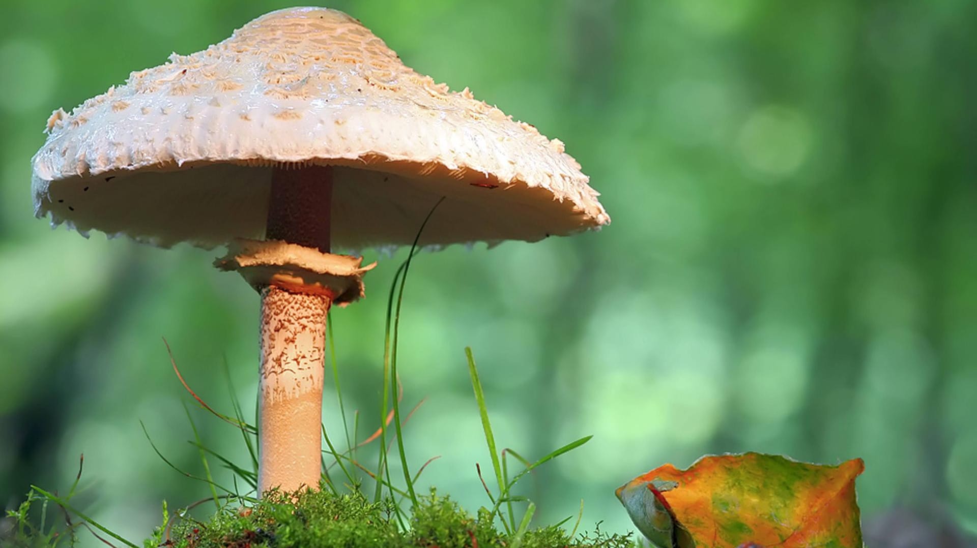 Parasolpilz (Macrolepiota procera): Sein Name leitet sich von dem französischen Wort für Sonnenschirm ab.