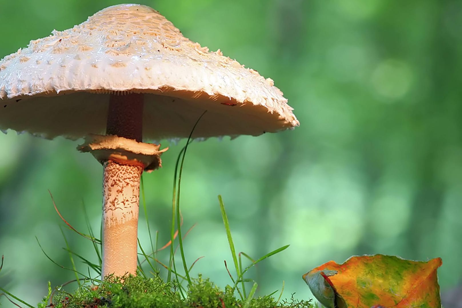 Parasolpilz (Macrolepiota procera): Sein Name leitet sich von dem französischen Wort für Sonnenschirm ab.