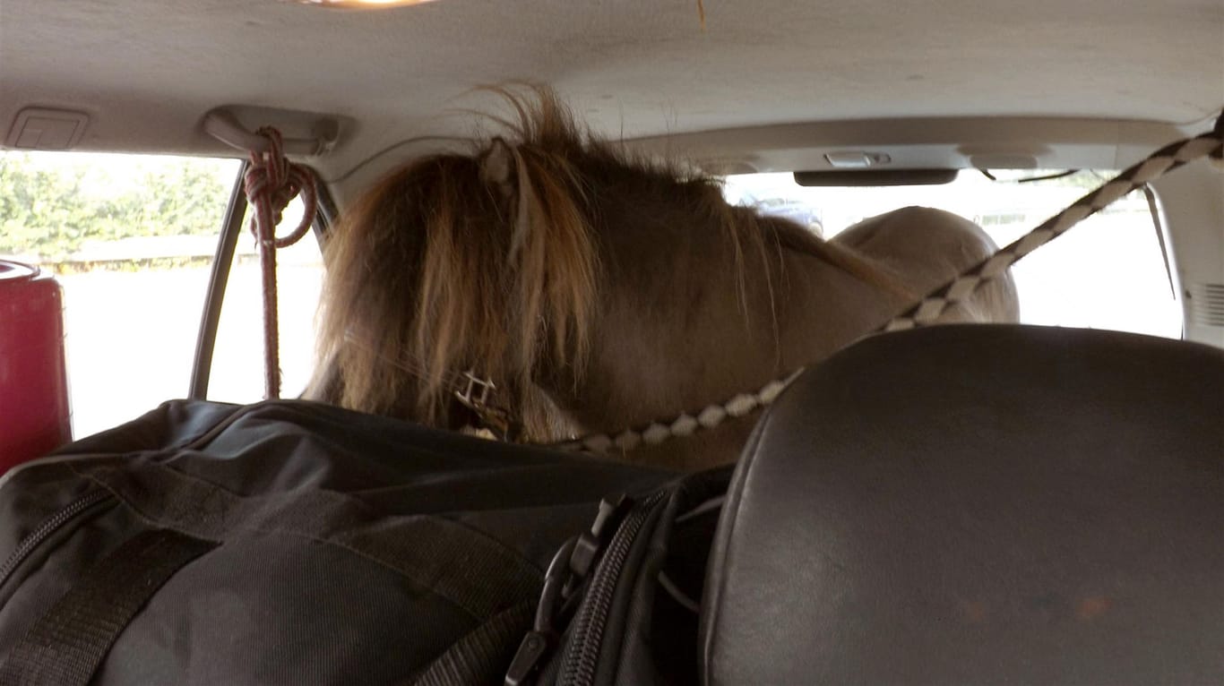 Ein Shetland-Pony im Kofferraum eines Autos angeleint: Das Pony wurde nach dem Polizeieinsatz von seiner Besitzerin abgeholt.