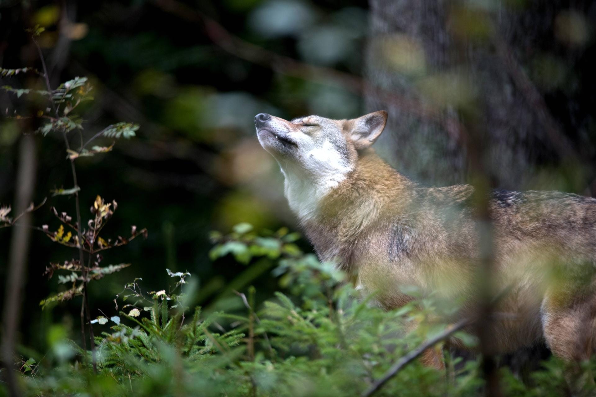 Fotos von Wölfen aus der Distanz zu machen, ist erlaubt.