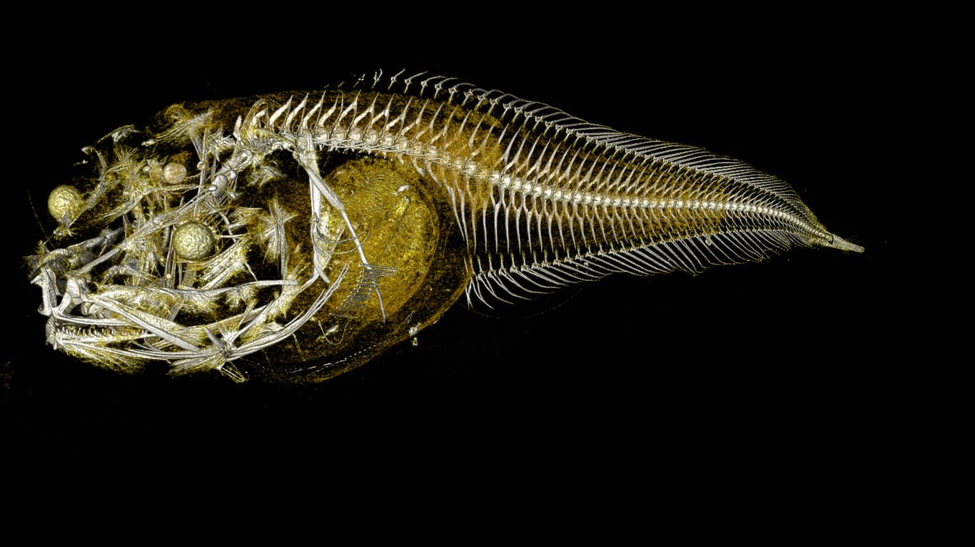 Eine Röntgenaufnahme zeigt ein Exemplar der sogenannten Scheibenbäuche (Liparidae): Forscher haben drei neue Arten von Tiefseefischen entdeckt.