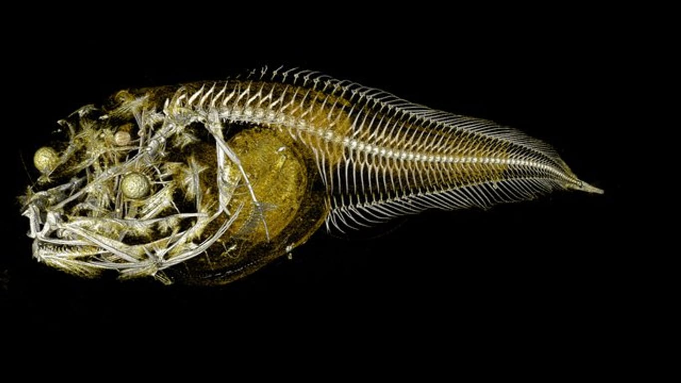 Röntgenaufnahme einer der neu entdeckten Tiefseefischarten.