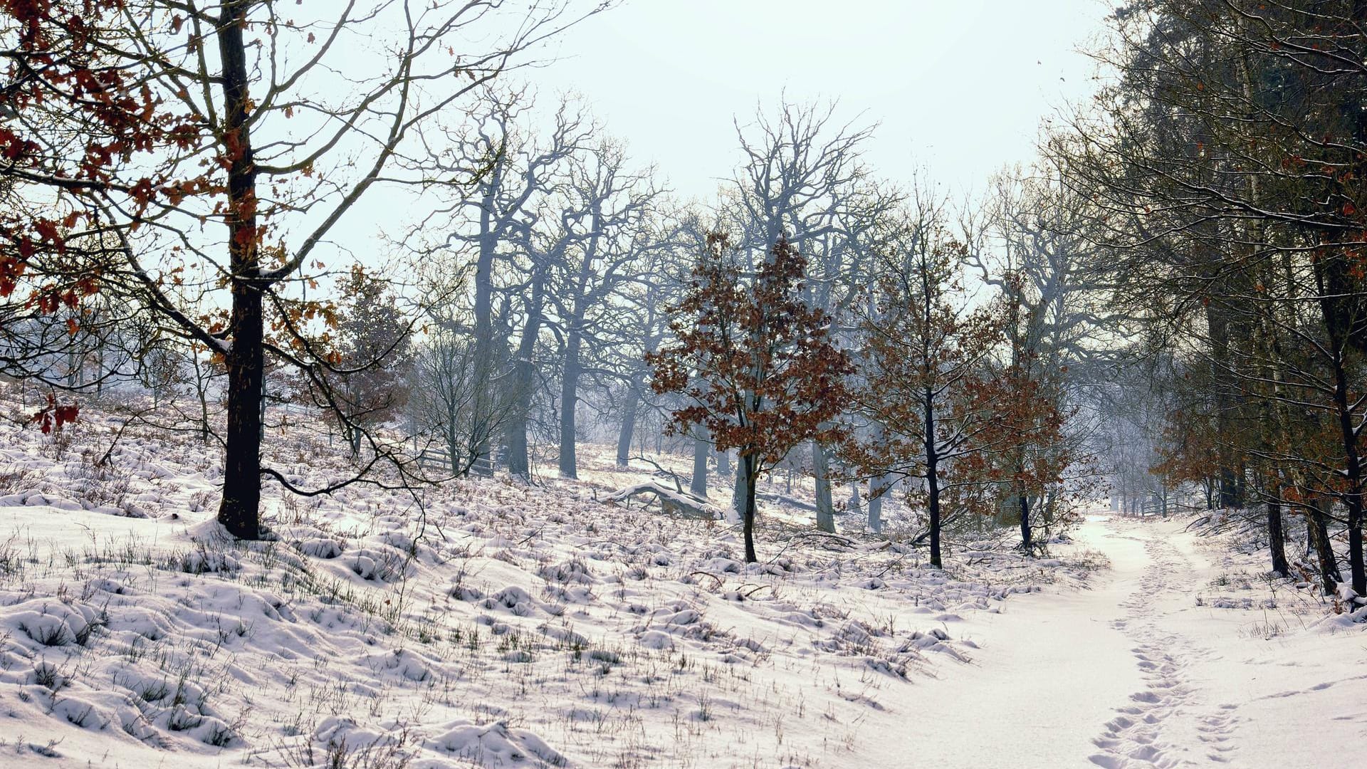 Winterliche Idylle: Hier im Göhrder Staatsforst wurden zwei Liebespaare brutal ermordet