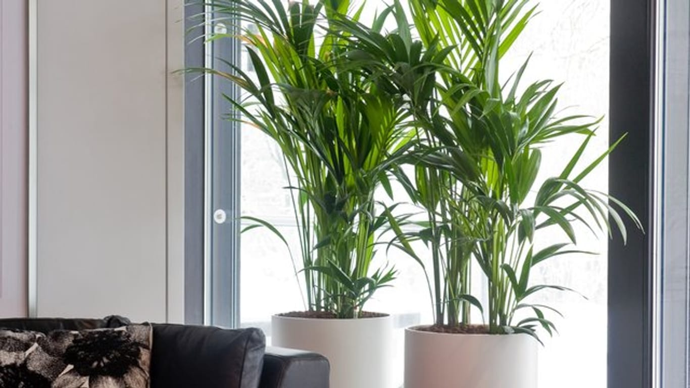 Edle Erscheinung: Kentia-Palmen (Howea forsteriana) sind pflegeleicht und damit ideale Zimmerpflanzen auch für Einsteiger.
