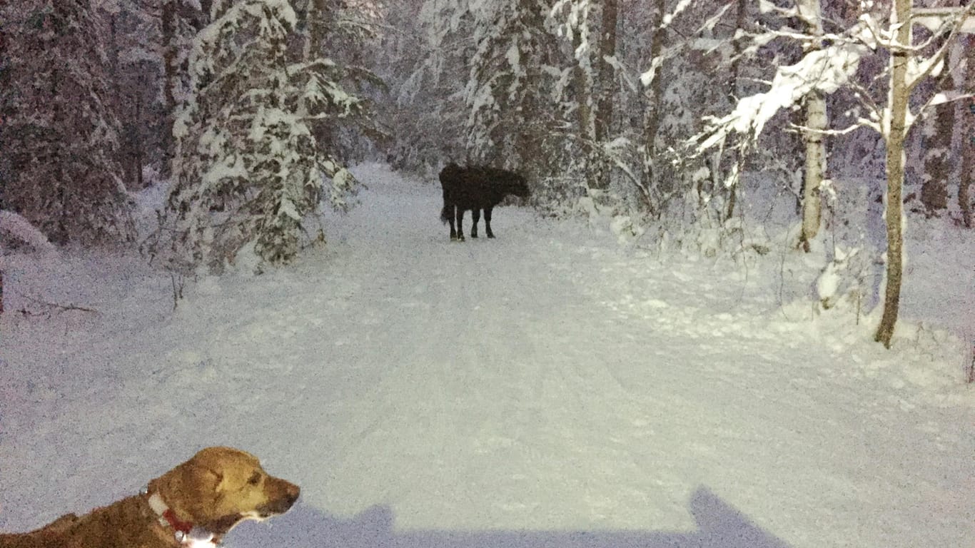 Entlaufene Rodeo-Kuh aus Alaska: In der Stadt Anchorage im US-Bundesstaat Alaska wandert seit sieben Monaten eine entlaufene Kuh durch ein rund 16 Quadratkilometer großes Waldstück.