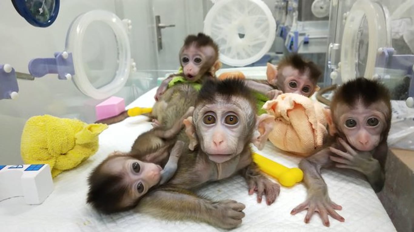 Klon-Geschwister mit identischem Erbgut: Die in China geklonten Affen wurden mit einem absichtlich hervorgerufene Gendefekt "ausgestattet".