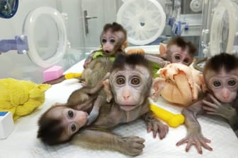 Klon-Geschwister mit identischem Erbgut: Die in China geklonten Affen wurden mit einem absichtlich hervorgerufene Gendefekt "ausgestattet".