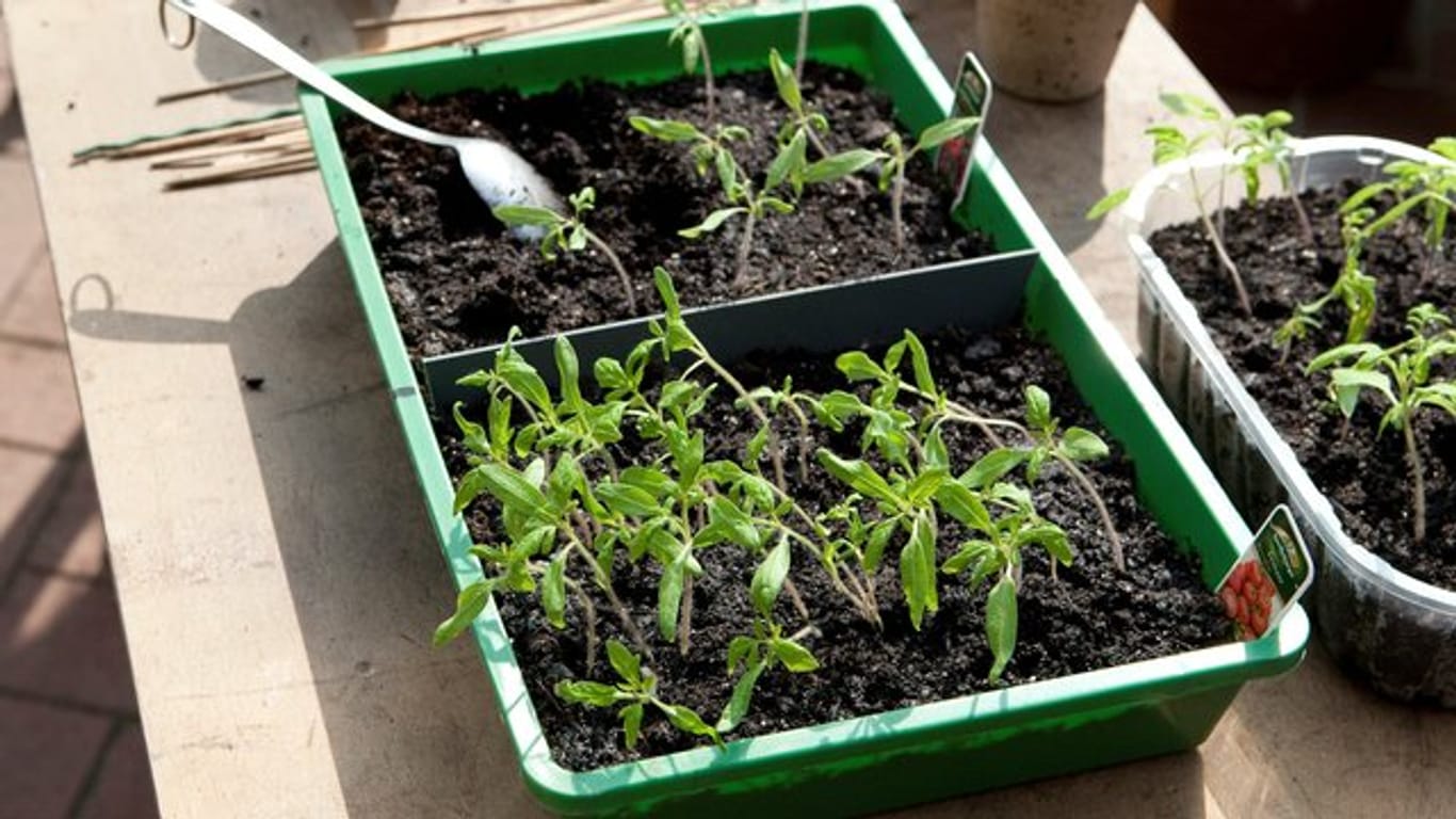 Tomatenkeimlinge entwickeln sich schnell: Es reicht aus, mit dem Aussäen im März zu beginnen.
