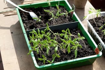 Tomatenkeimlinge entwickeln sich schnell: Es reicht aus, mit dem Aussäen im März zu beginnen.