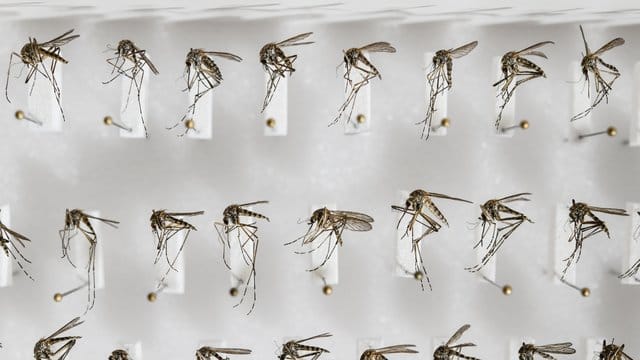 Präparierte heimische Stechmücken der Art Aedes cantans.
