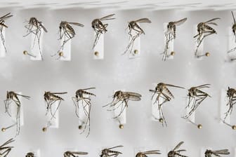 Präparierte heimische Stechmücken der Art Aedes cantans.