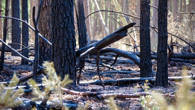 Verkohlte Baumstämme zeugen von dem Waldbrand auf dem Truppenübungsplatz bei Lübtheen im Juni. Verkohlte Baumstämme zeugen von dem Waldbrand auf dem Truppenübungsplatz bei Lübtheen im Juni.
