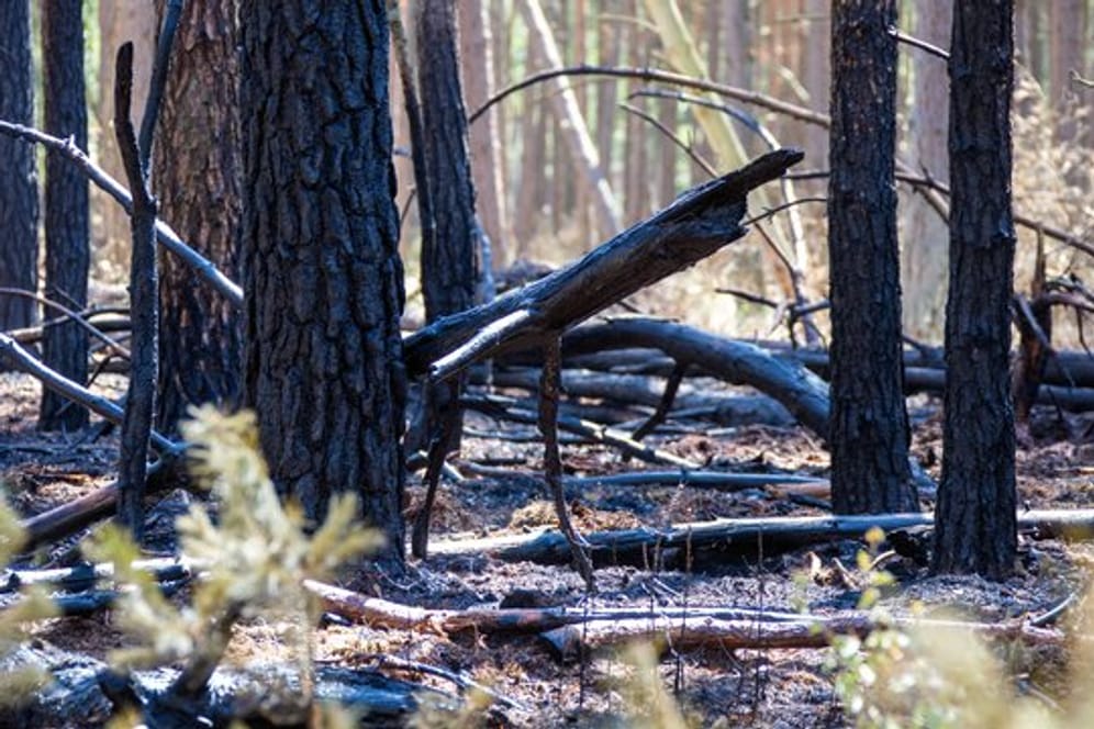 Verkohlte Baumstämme zeugen von dem Waldbrand auf dem Truppenübungsplatz bei Lübtheen im Juni.