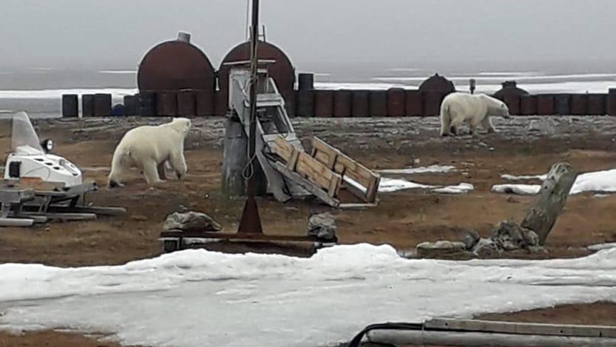 Russland, Tschuktschen-Halbinsel am Nordpolarmeer: Das vom WWF am zur Verfügung gestellte Foto zeigt zwei umherstreunende Eisbären in der Nähe einer Siedlung.