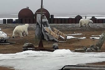 Russland, Tschuktschen-Halbinsel am Nordpolarmeer: Das vom WWF am zur Verfügung gestellte Foto zeigt zwei umherstreunende Eisbären in der Nähe einer Siedlung.
