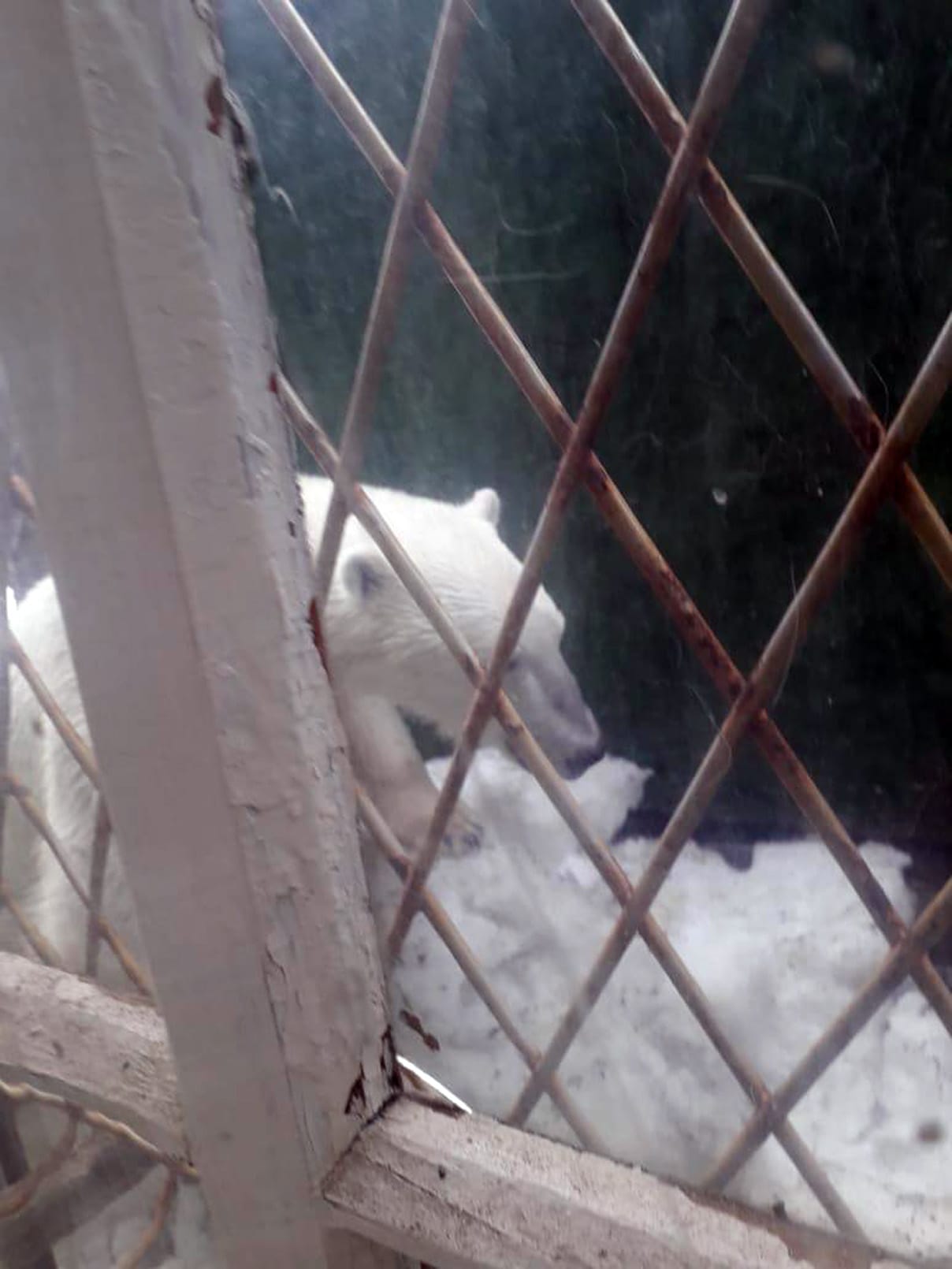 Gefährlich nah: Ein umherstreunender Eisbär vor einem Fenster im russischen Dorf Ryrkaipij am Ufer der arktischen Tschuktschensee.