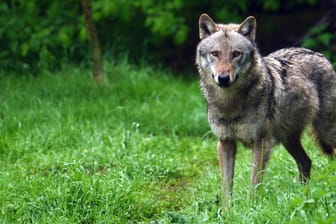 Ein Wolf auf einer Waldlichtung in Sachsen: In Deutschland ist das Tier ein Politikum.