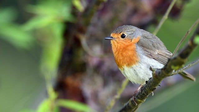 Rotkehlchen: Heimische Beeren dienen den Vögeln übers ganze Jahr als Nahrungsquelle.