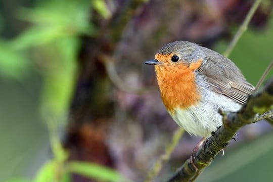 Rotkehlchen: Heimische Beeren dienen den Vögeln übers ganze Jahr als Nahrungsquelle.