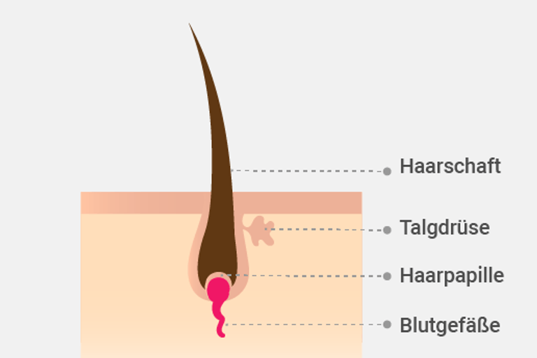Das Haar: Es wächst pro Monat bis zu 1,5 Zentimeter. Alter, Hormone und ethnische Herkunft beeinflussen diesen Faktor.