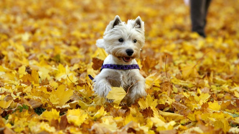 Hunde im Herbst: Im Laub, aber auch zu Hause, verstecken sich Gefahren für den Hund.